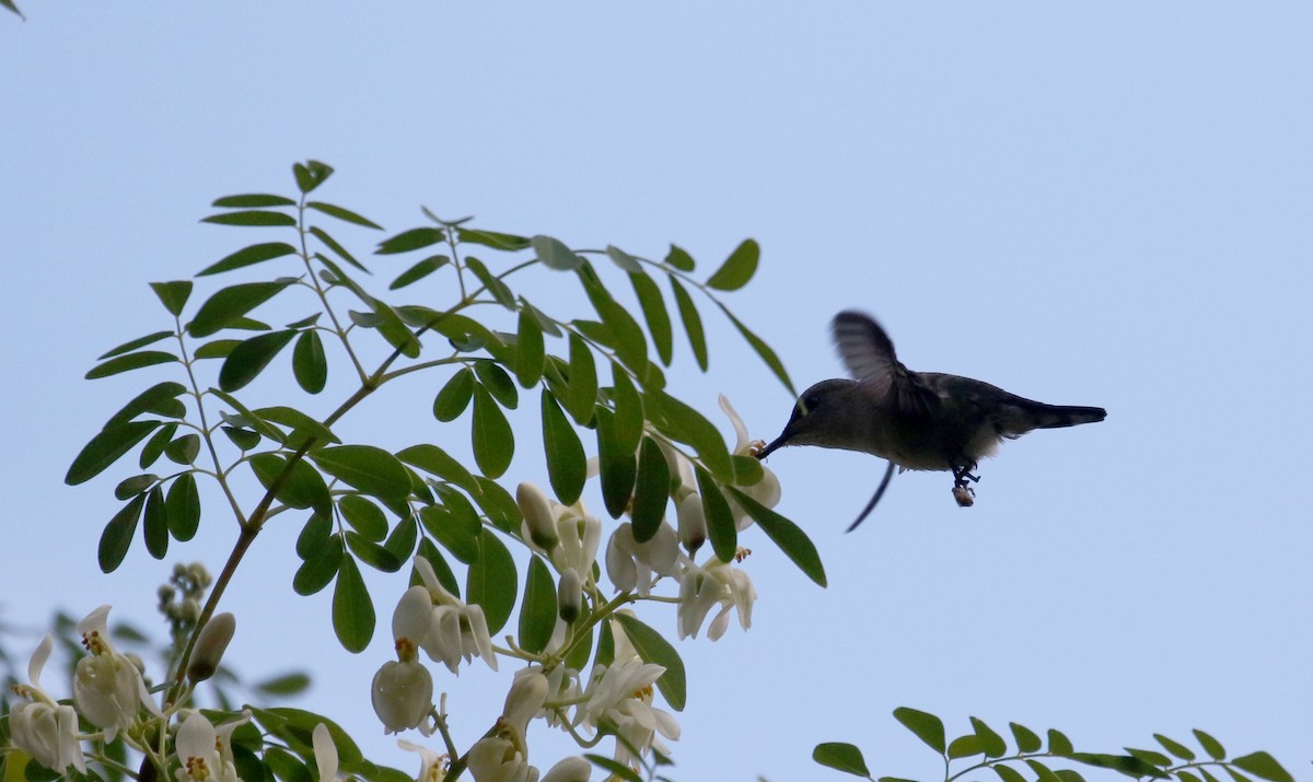 Vervain Hummingbird - ML157166621