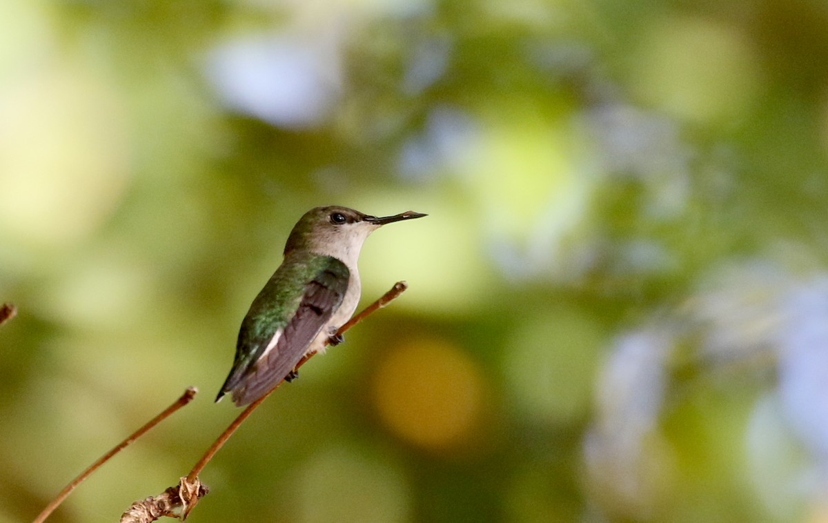 Vervain Hummingbird - ML157166651