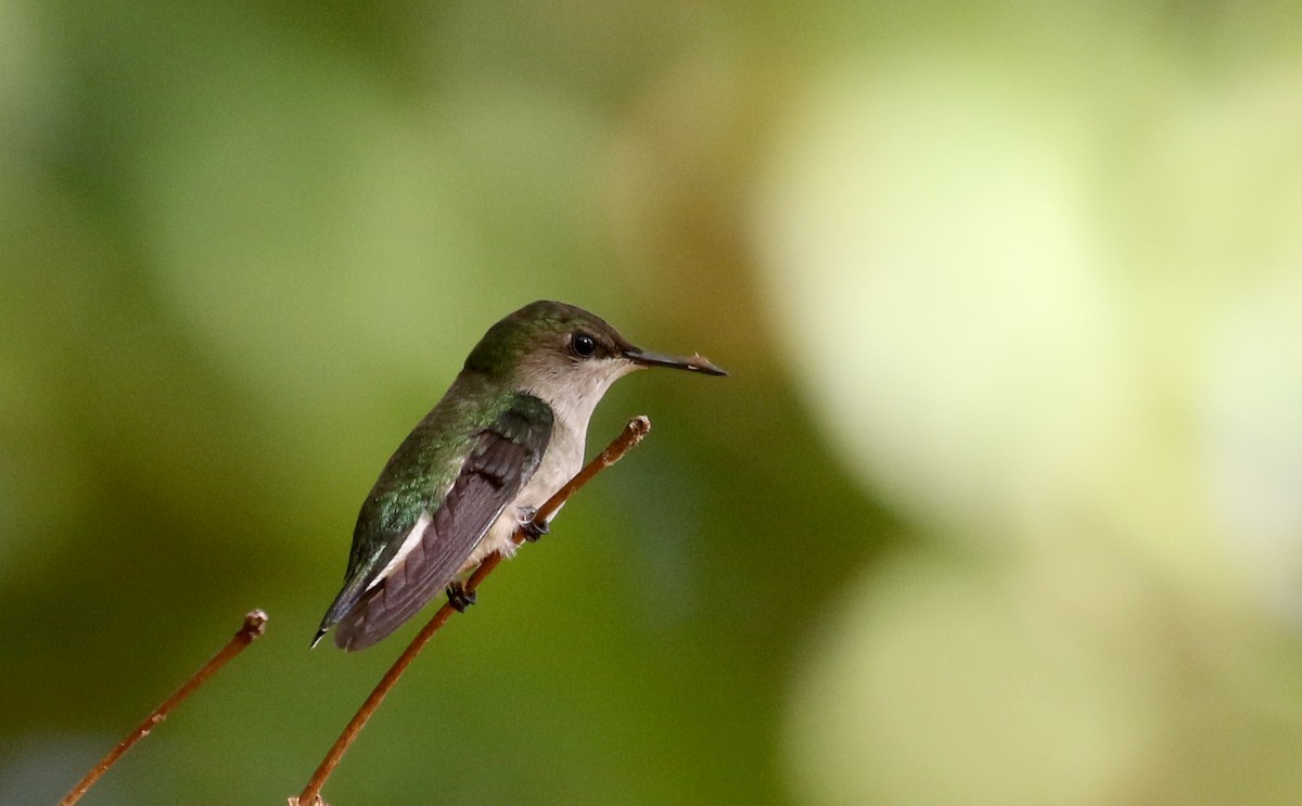 Vervain Hummingbird - ML157166681