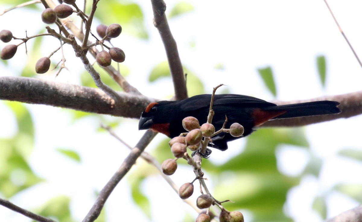 Greater Antillean Bullfinch - ML157166911