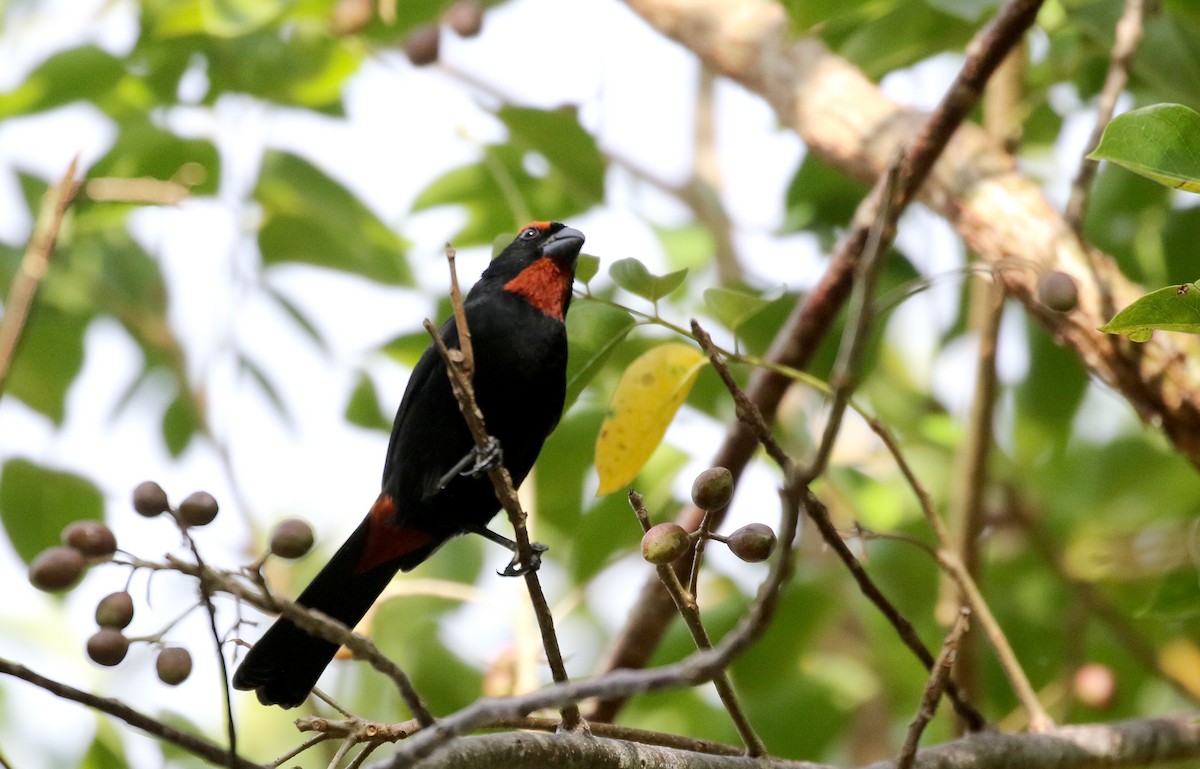 Greater Antillean Bullfinch - ML157166981