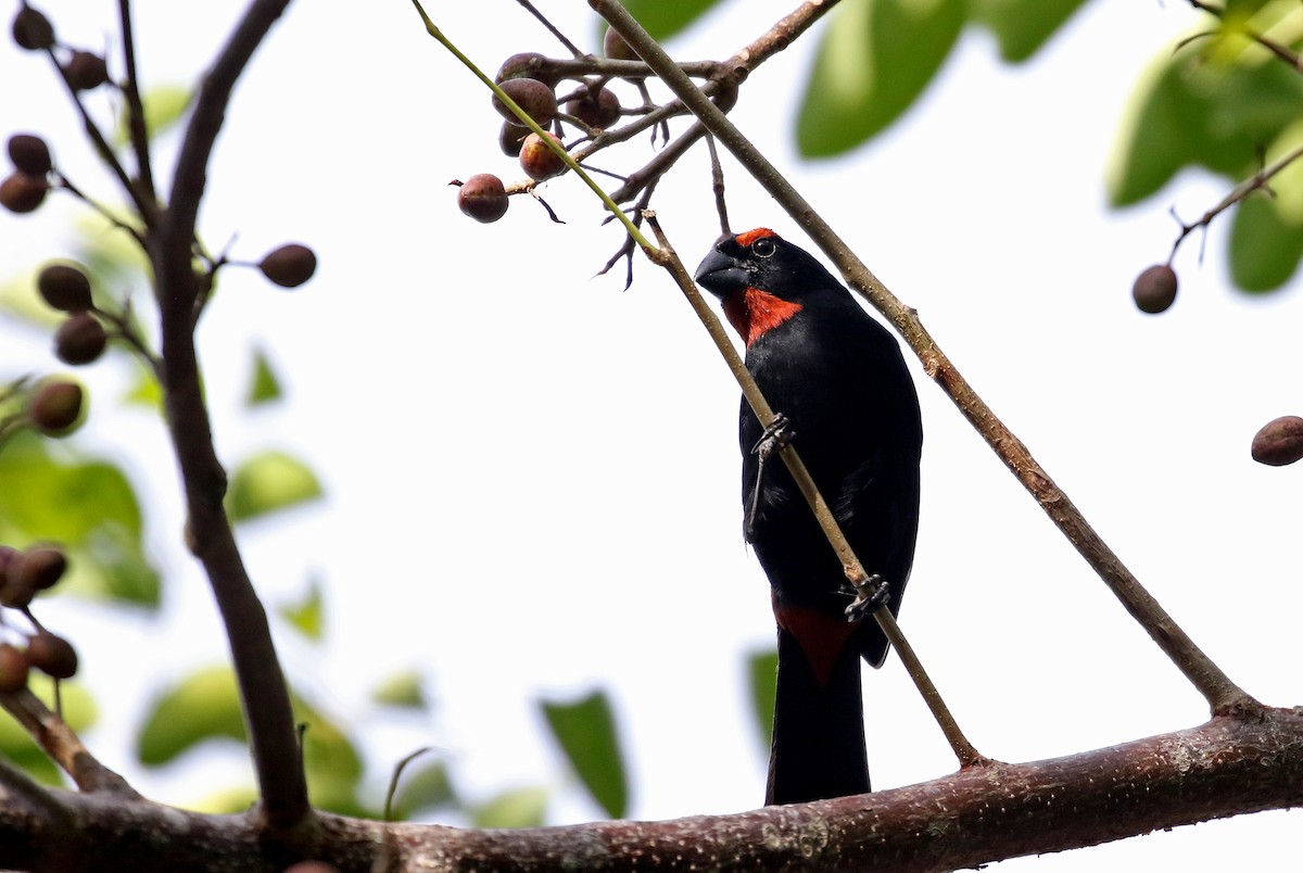 Greater Antillean Bullfinch - ML157167031