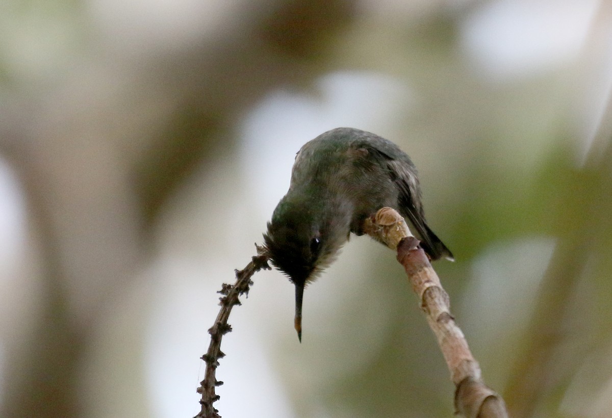 Vervain Hummingbird - ML157167381