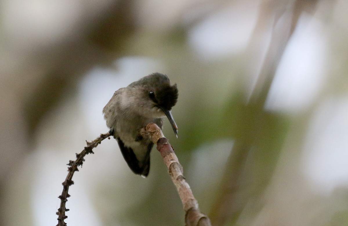 Vervain Hummingbird - ML157167401