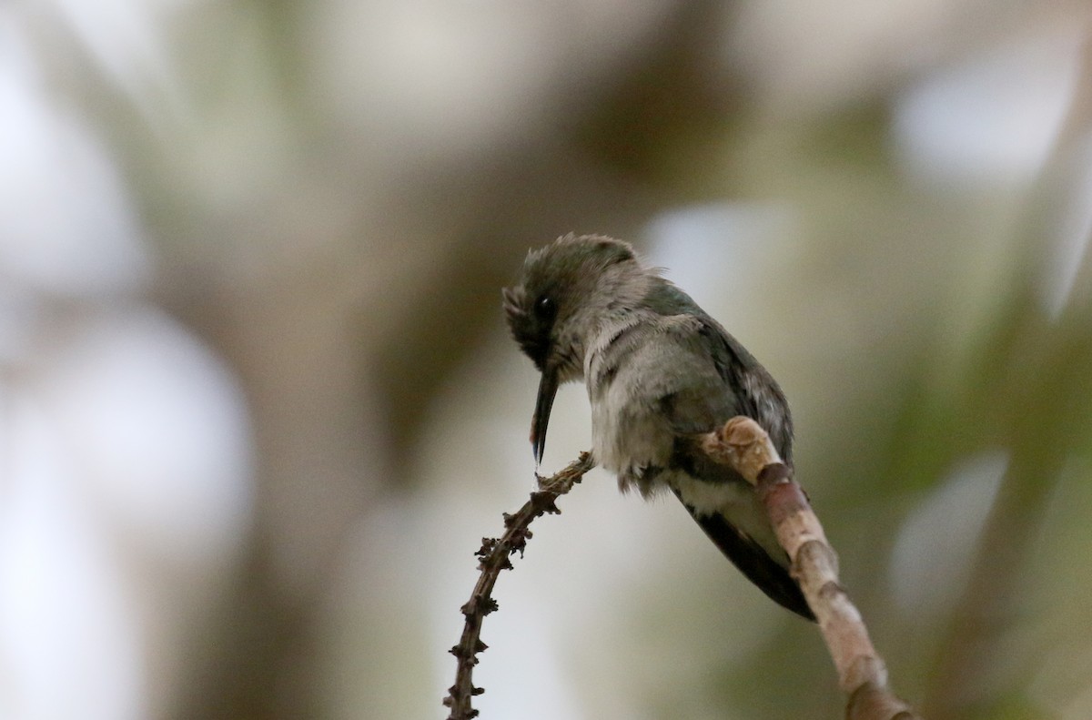 Colibrí Zumbadorcito - ML157167411