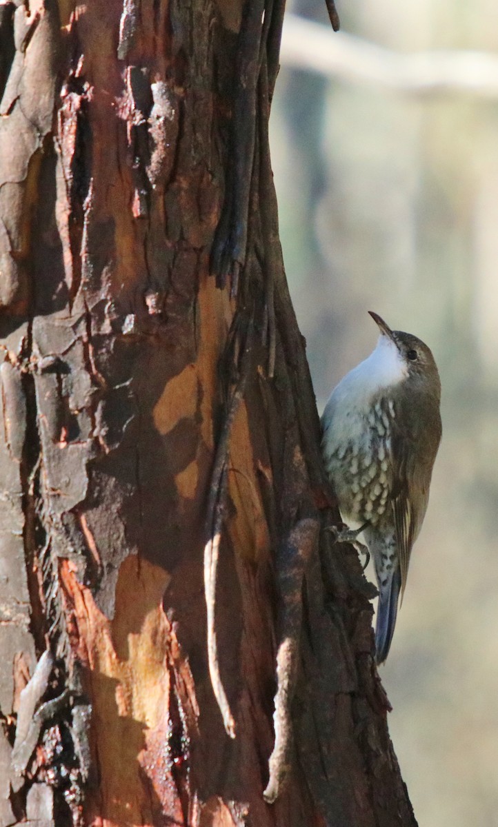 hvitstrupebarkkryper (leucophaea gr.) - ML157167751