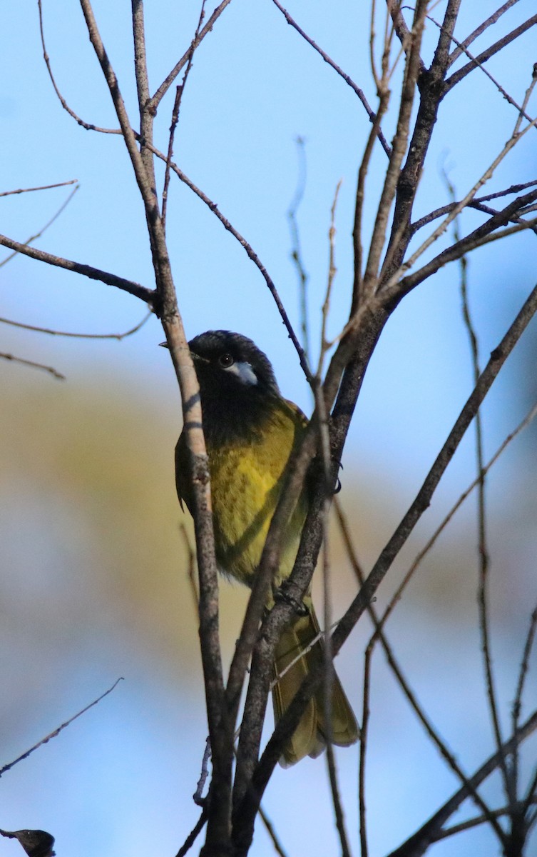 White-eared Honeyeater - ML157168141