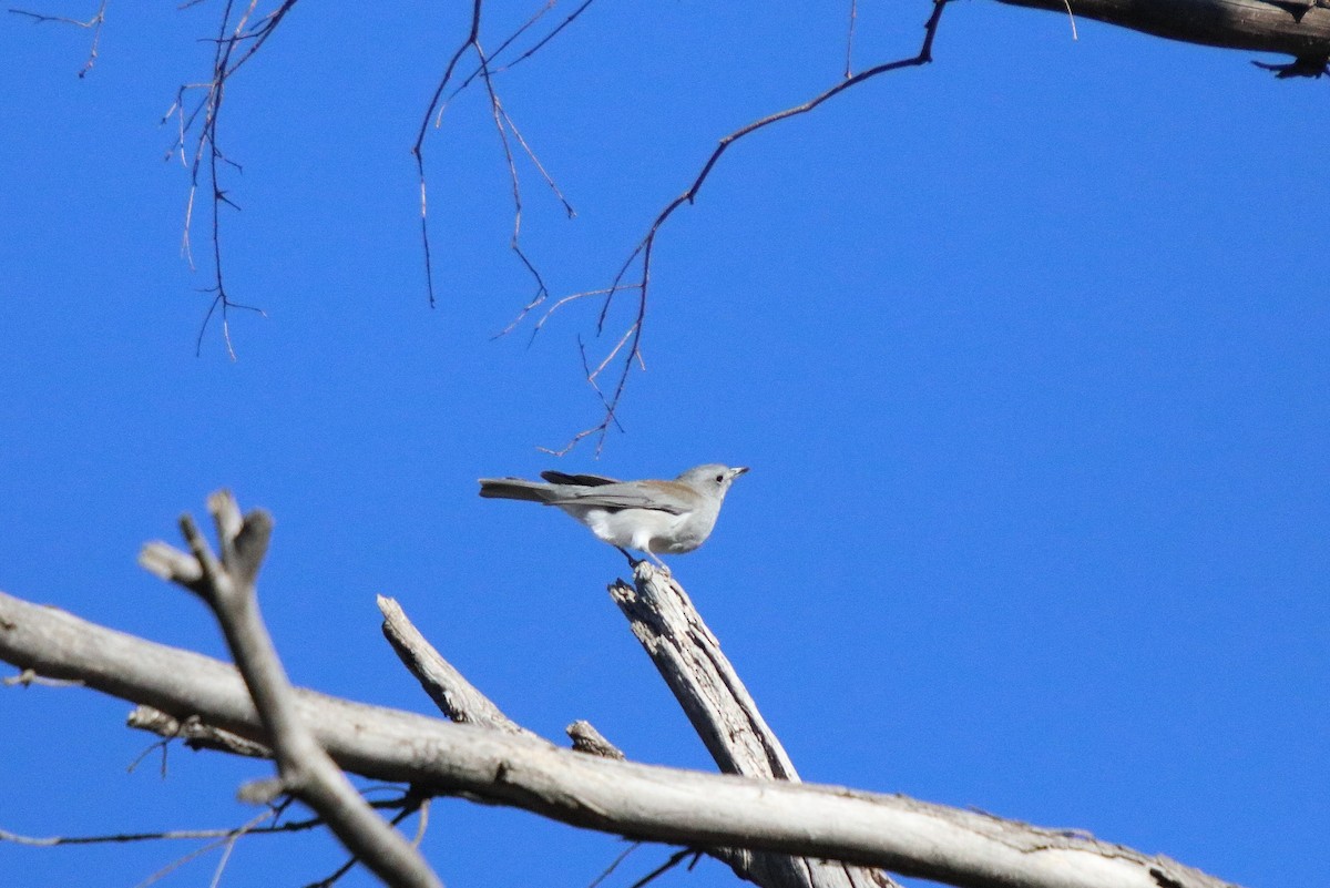 Gray Shrikethrush - ML157169241