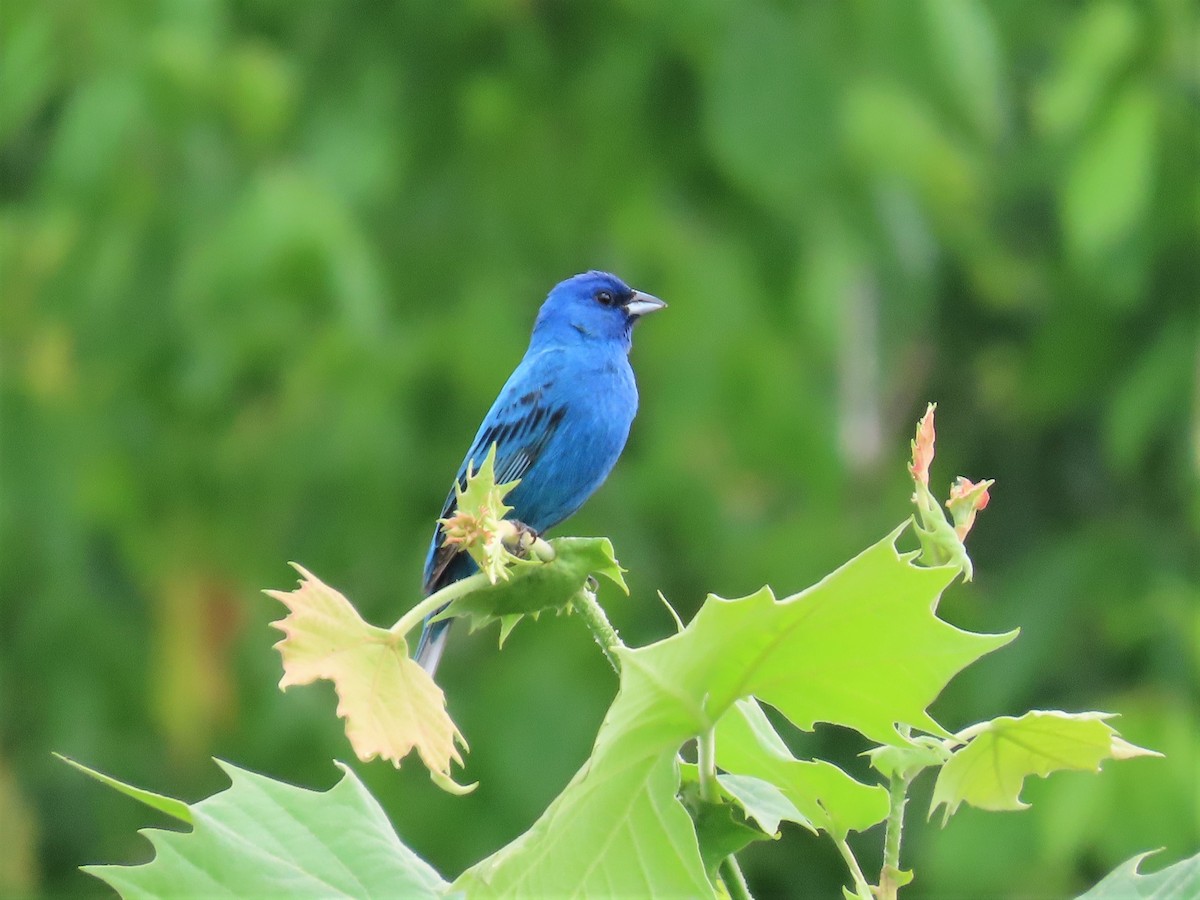 Passerin indigo - ML157169821