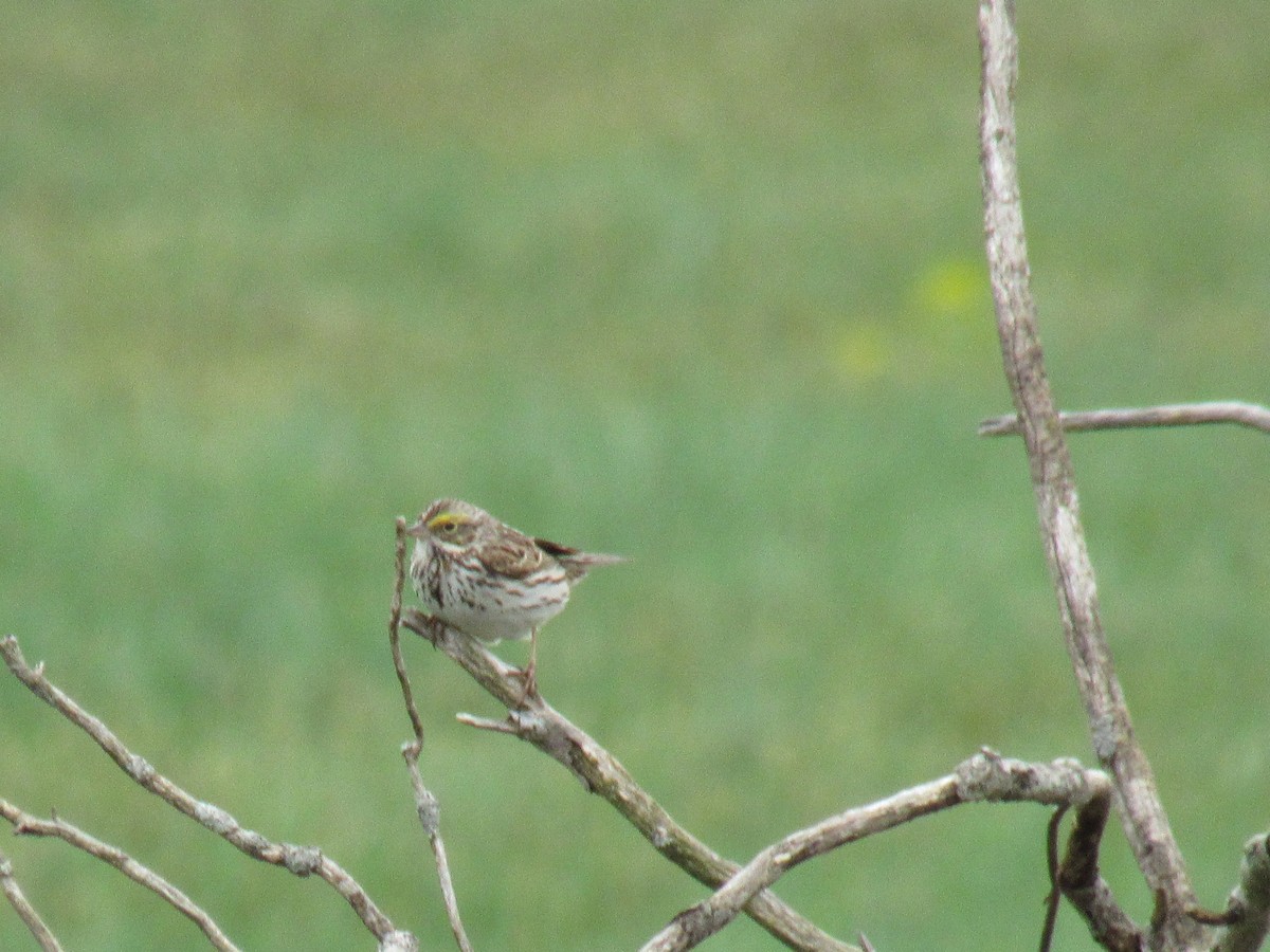 Savannah Sparrow - ML157170441