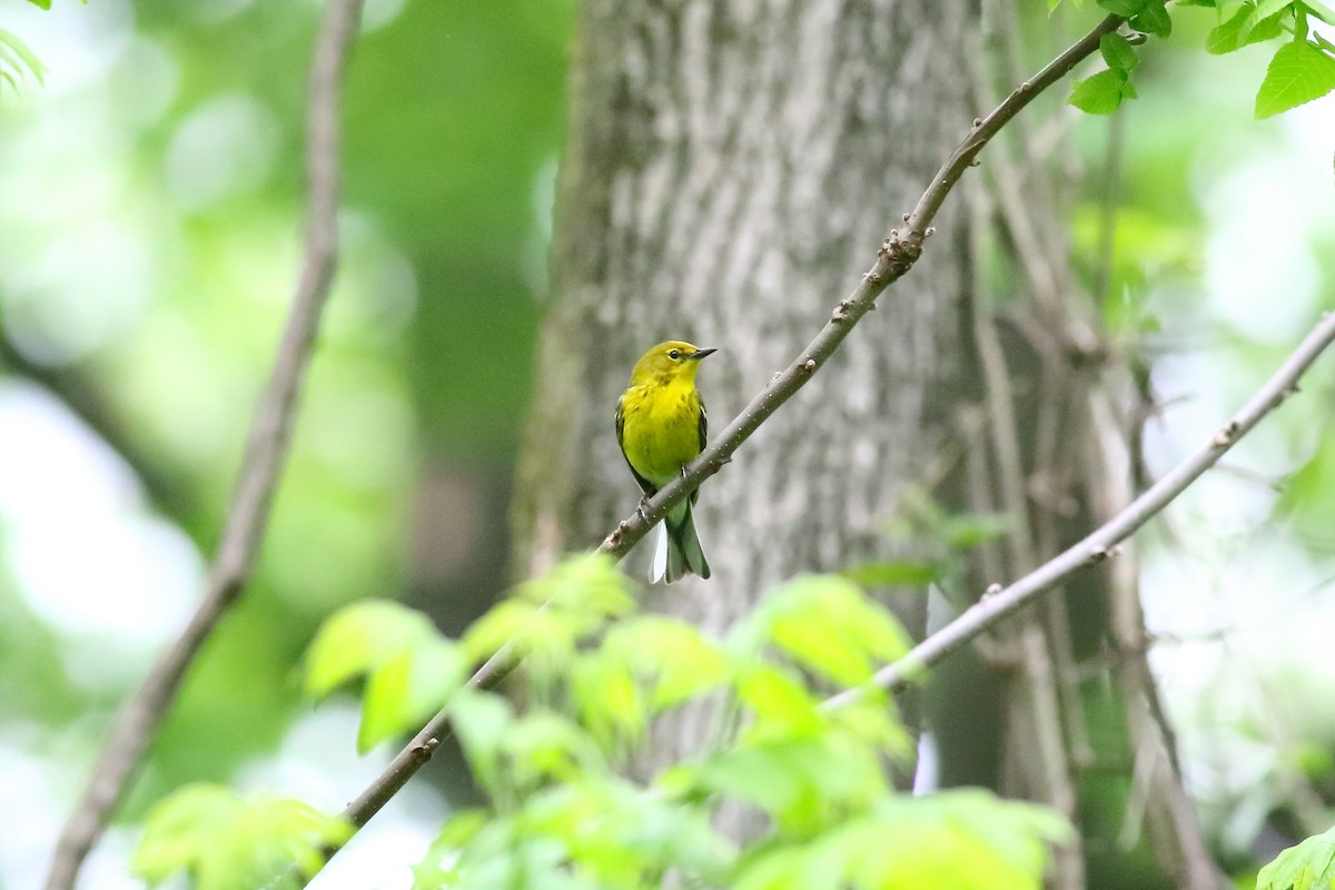 Pine Warbler - ML157171301