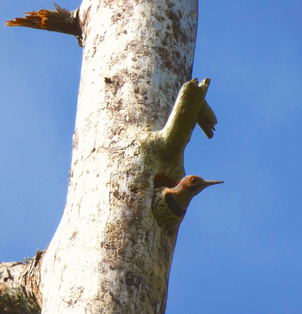 Northern Flicker - Richard  Zielinski