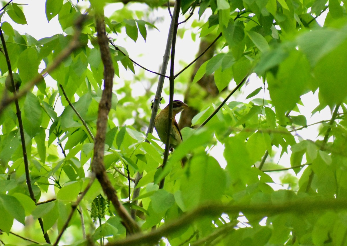 Rose-breasted Grosbeak - ML157171641