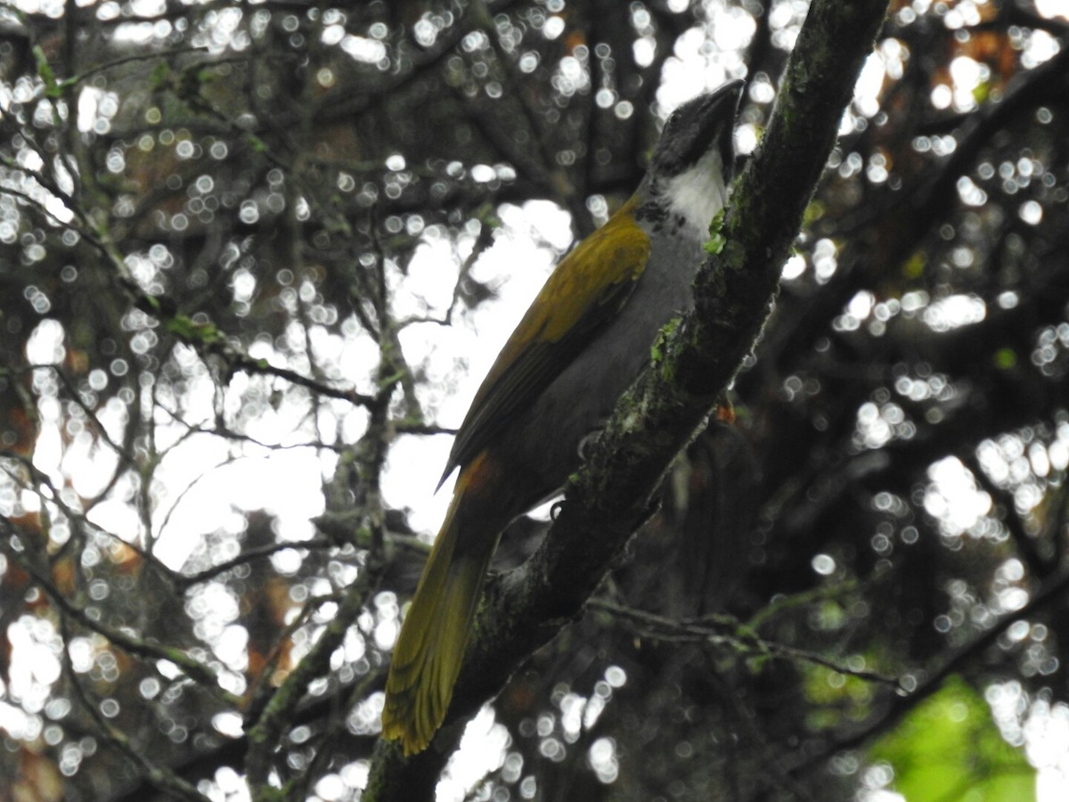 Black-headed Saltator - ML157172181