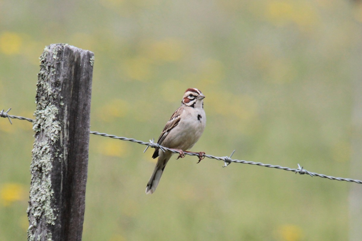 Lark Sparrow - ML157172961