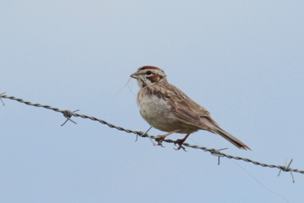 Lark Sparrow - ML157172991