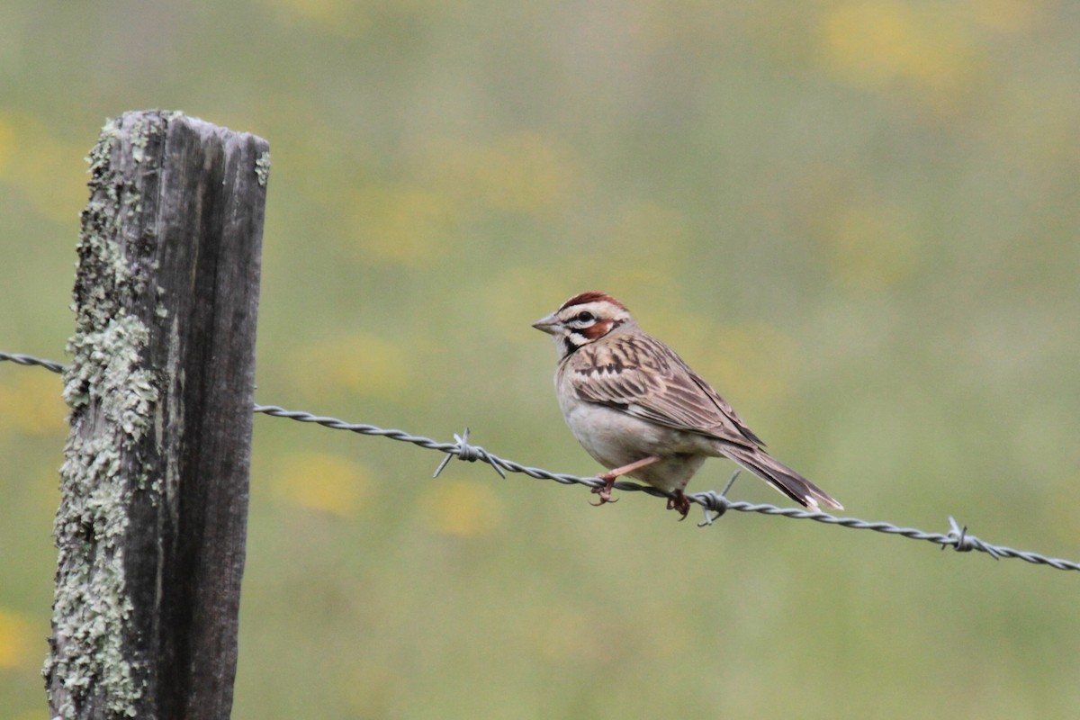 Lark Sparrow - ML157173021