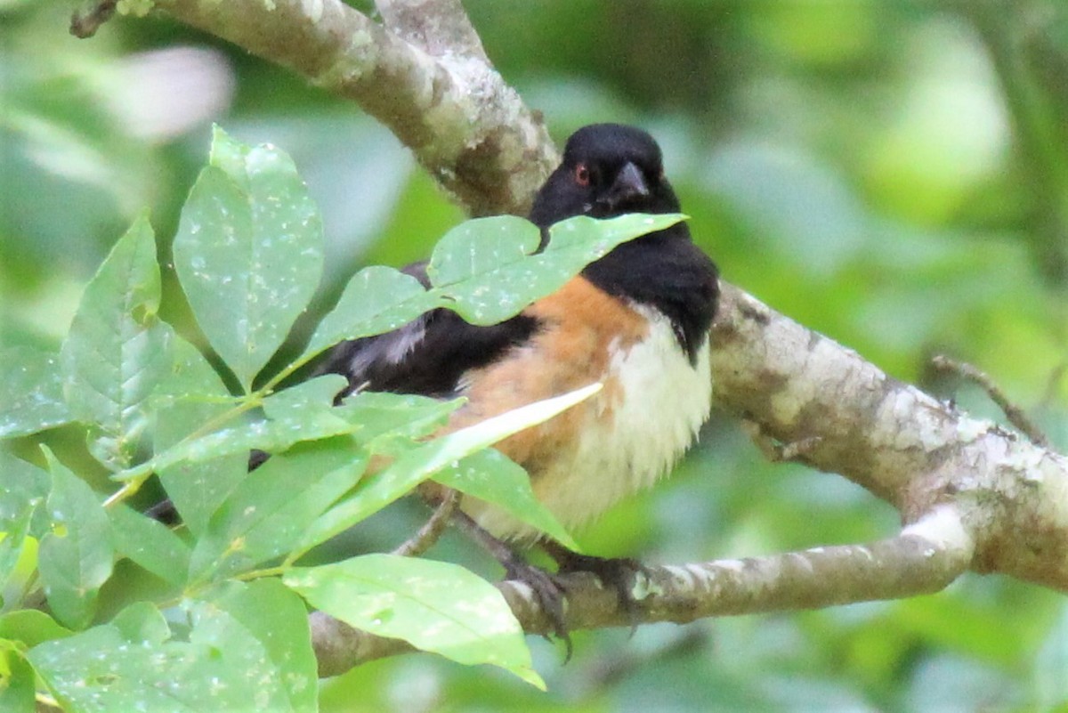 Eastern Towhee - ML157174891