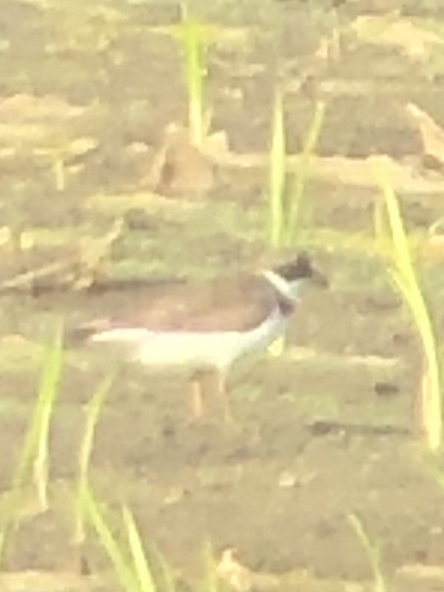 Semipalmated Plover - ML157176341