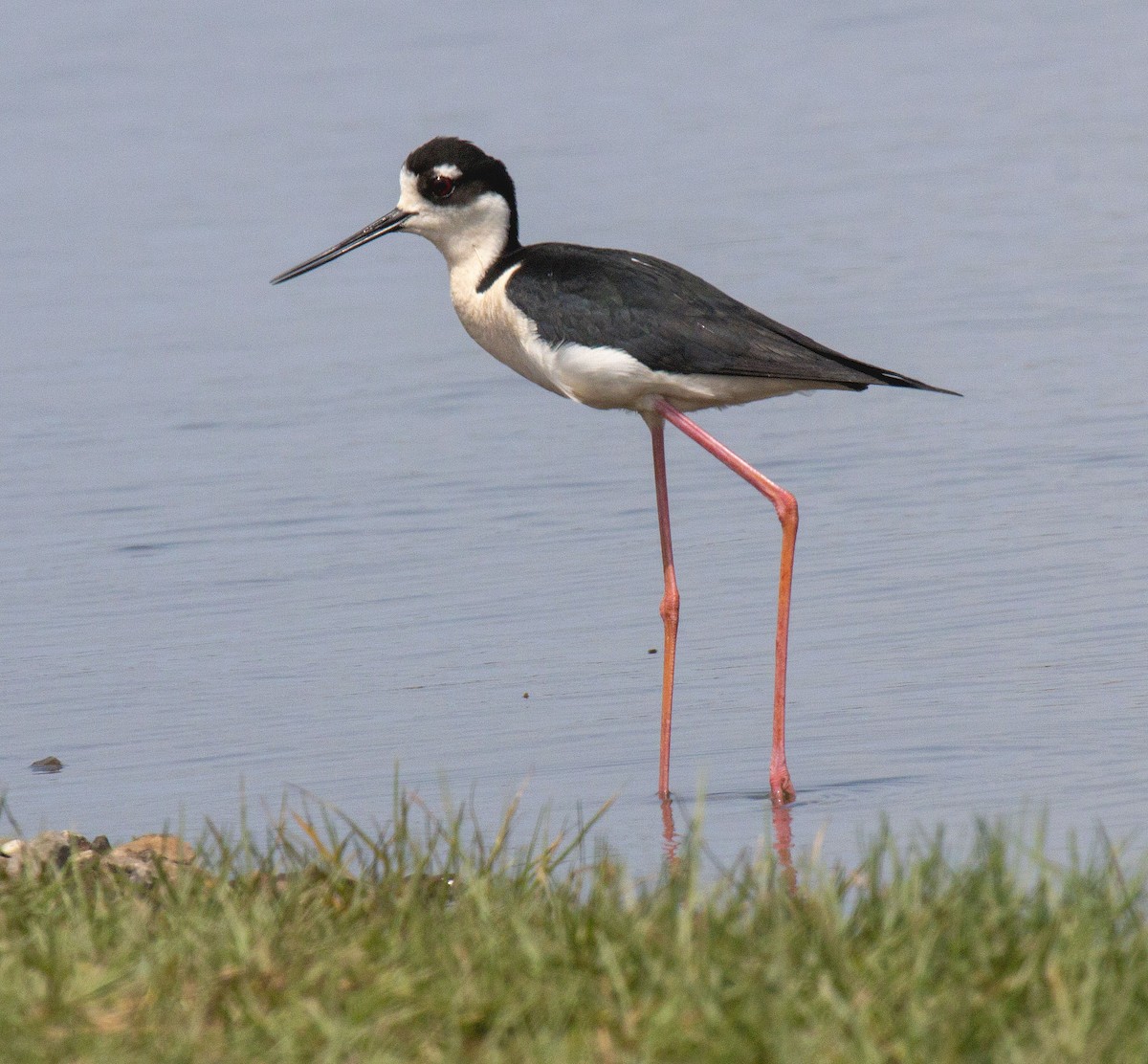 Black-necked Stilt - Bonnie Graham