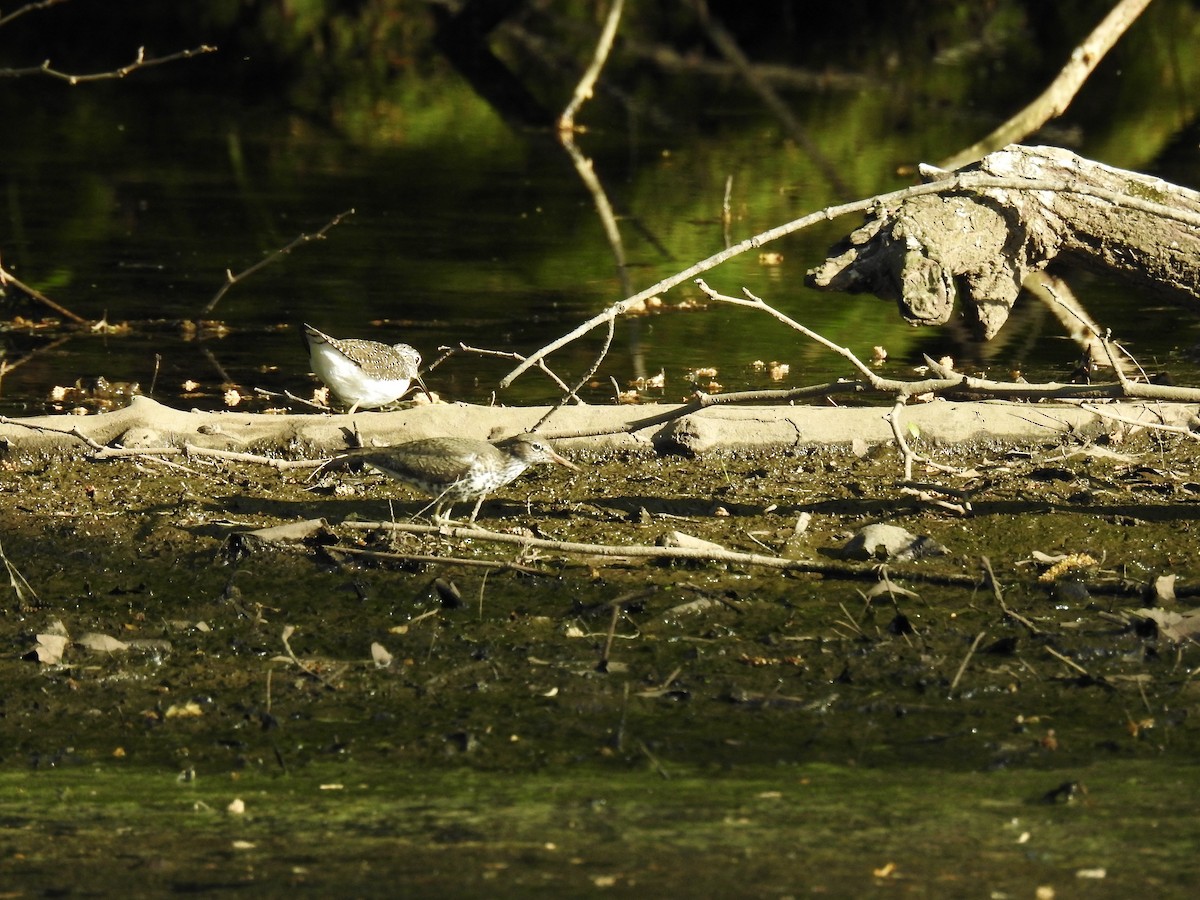 Spotted Sandpiper - ML157179691
