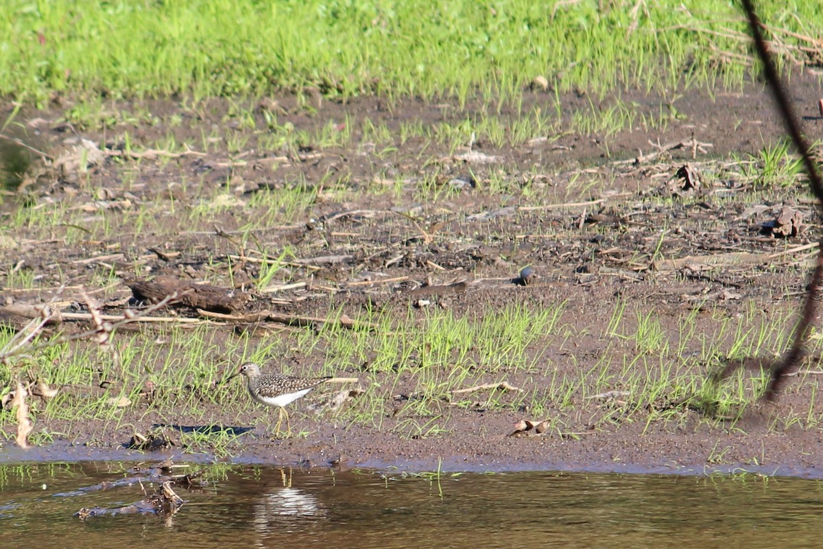 Solitary Sandpiper - ML157179911