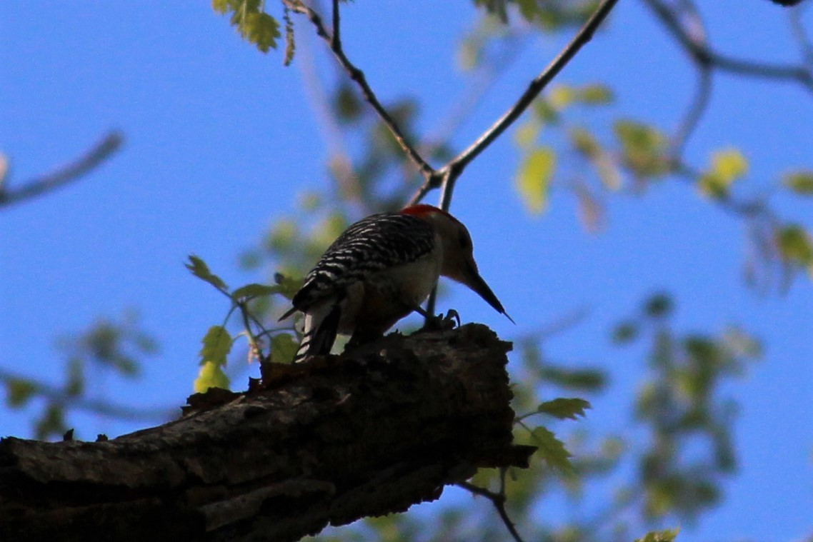 Red-bellied Woodpecker - ML157180031