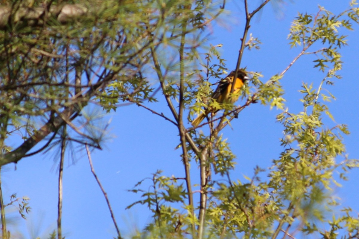 Baltimore Oriole - ML157180601