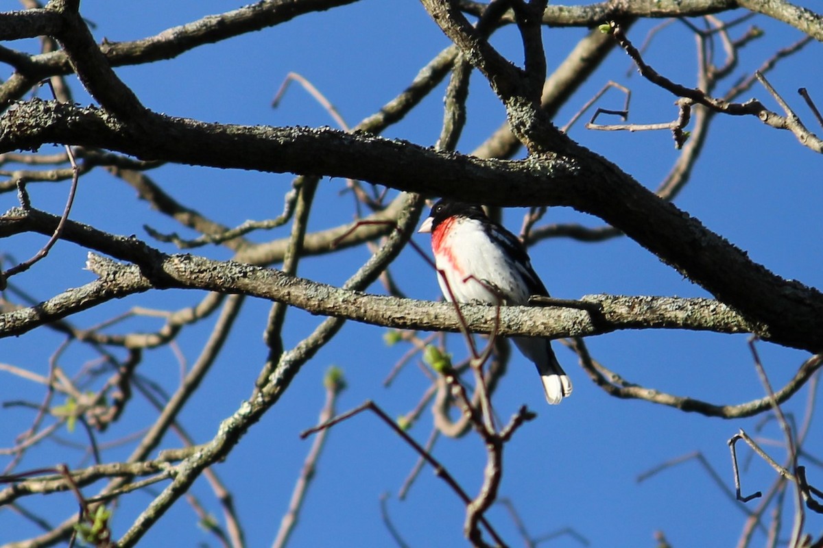 Rose-breasted Grosbeak - ML157180751