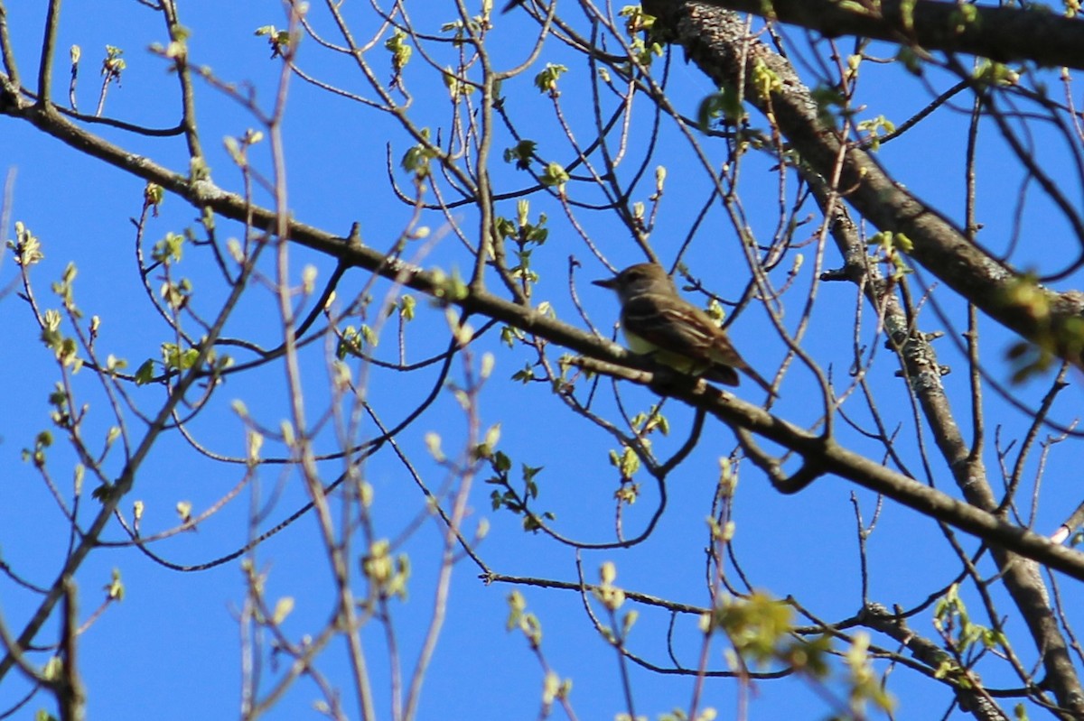 Great Crested Flycatcher - ML157180841