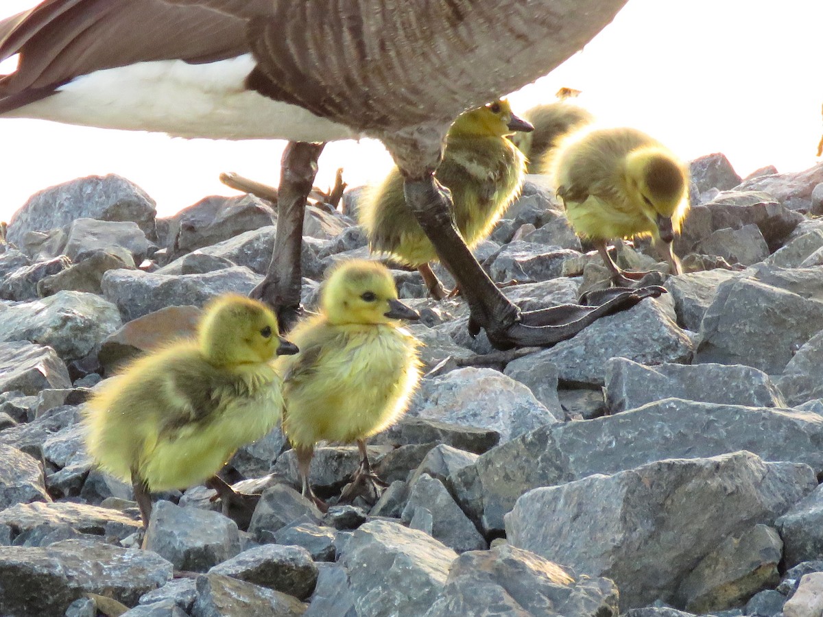 Canada Goose - ML157181071