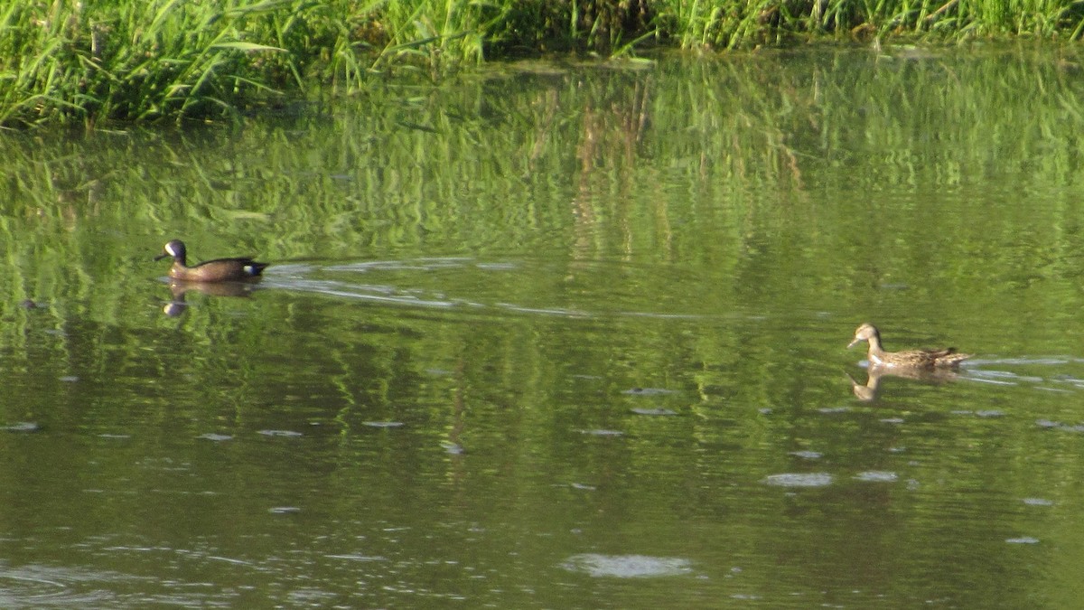 Blue-winged Teal - ML157181891