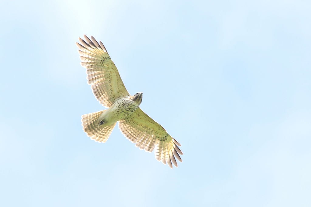 Red-shouldered Hawk - ML157182921
