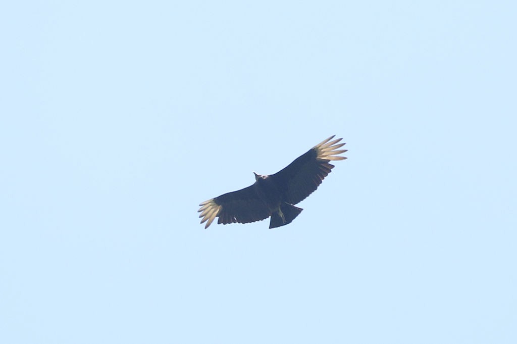 Black Vulture - ML157183001
