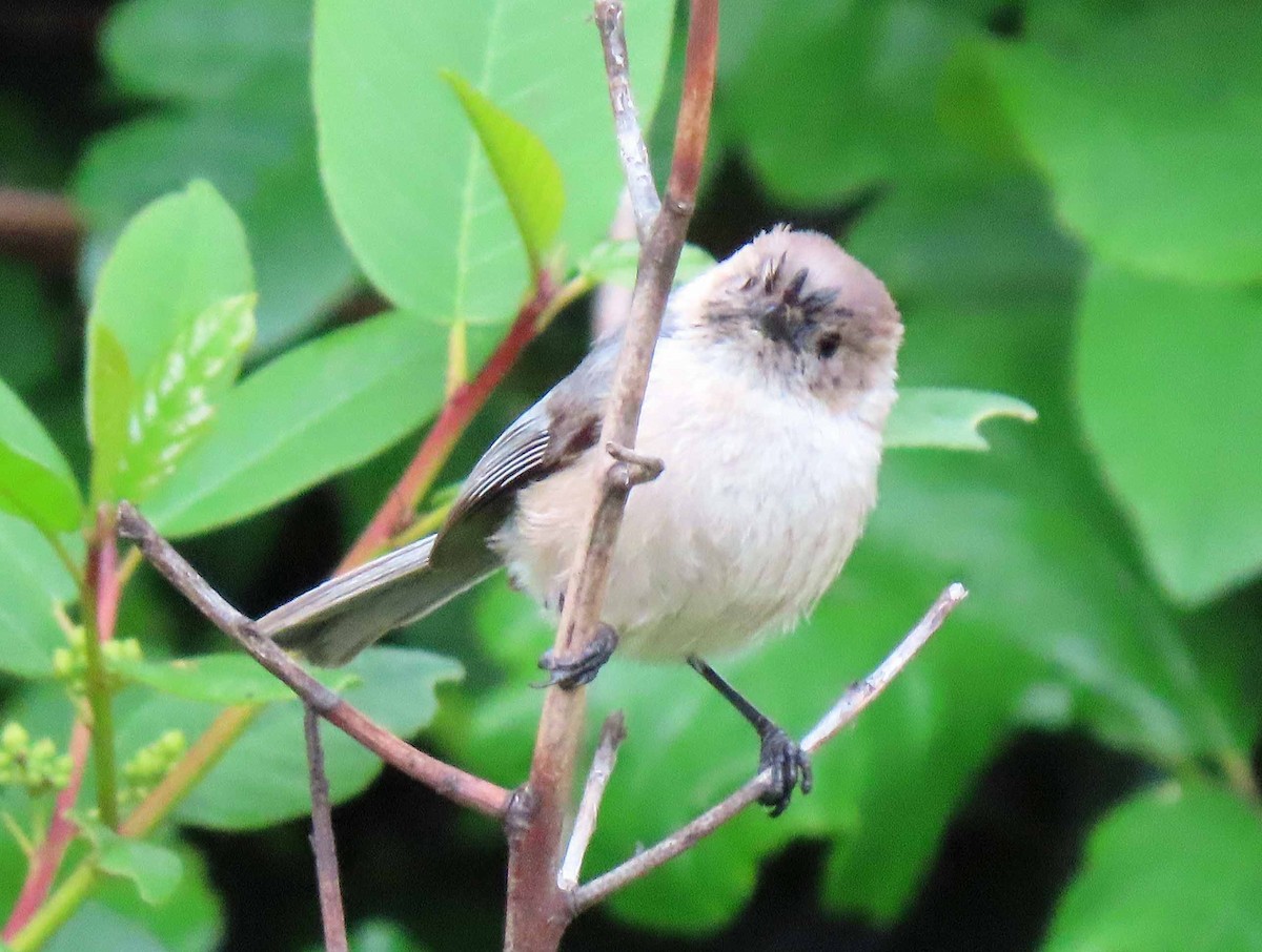 Bushtit - Sharon Hull