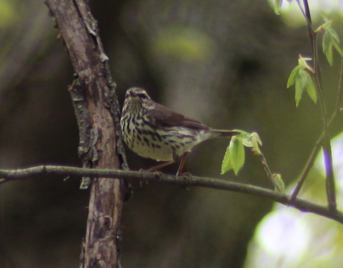 Northern Waterthrush - ML157184891