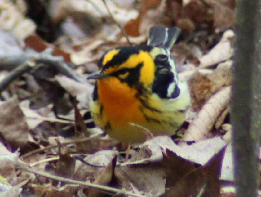 Blackburnian Warbler - ML157185071