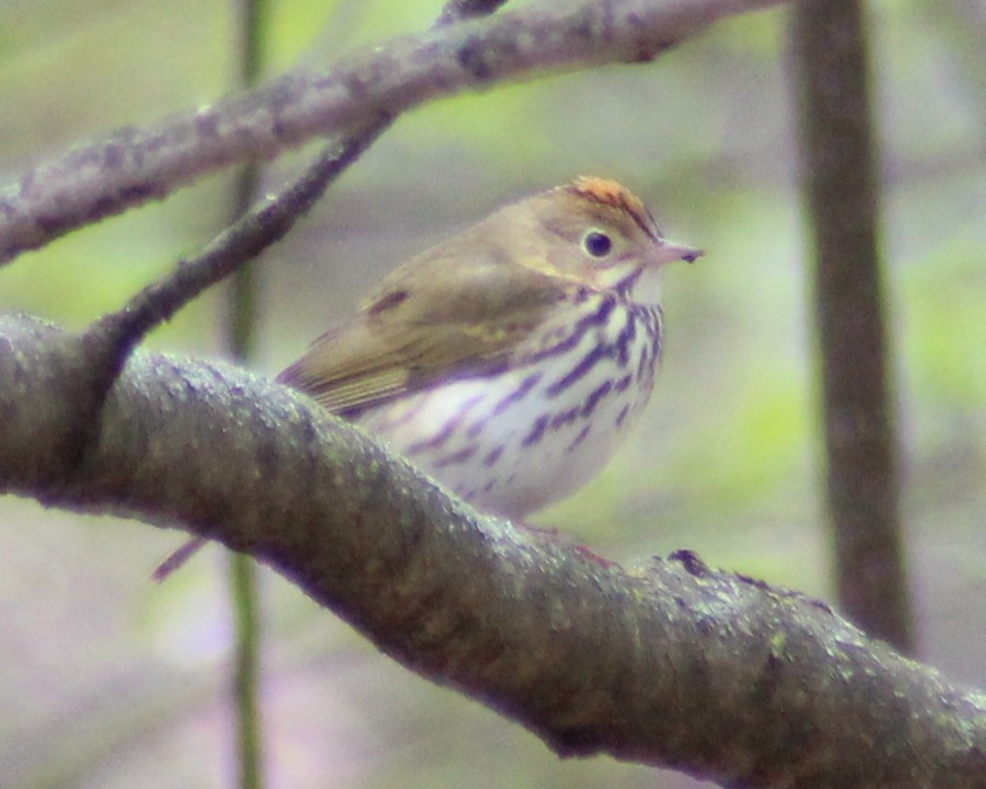 Ovenbird - ML157185291