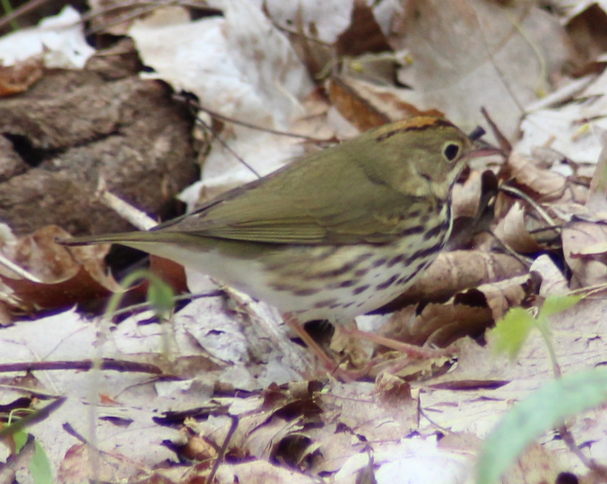 Ovenbird - ML157185311