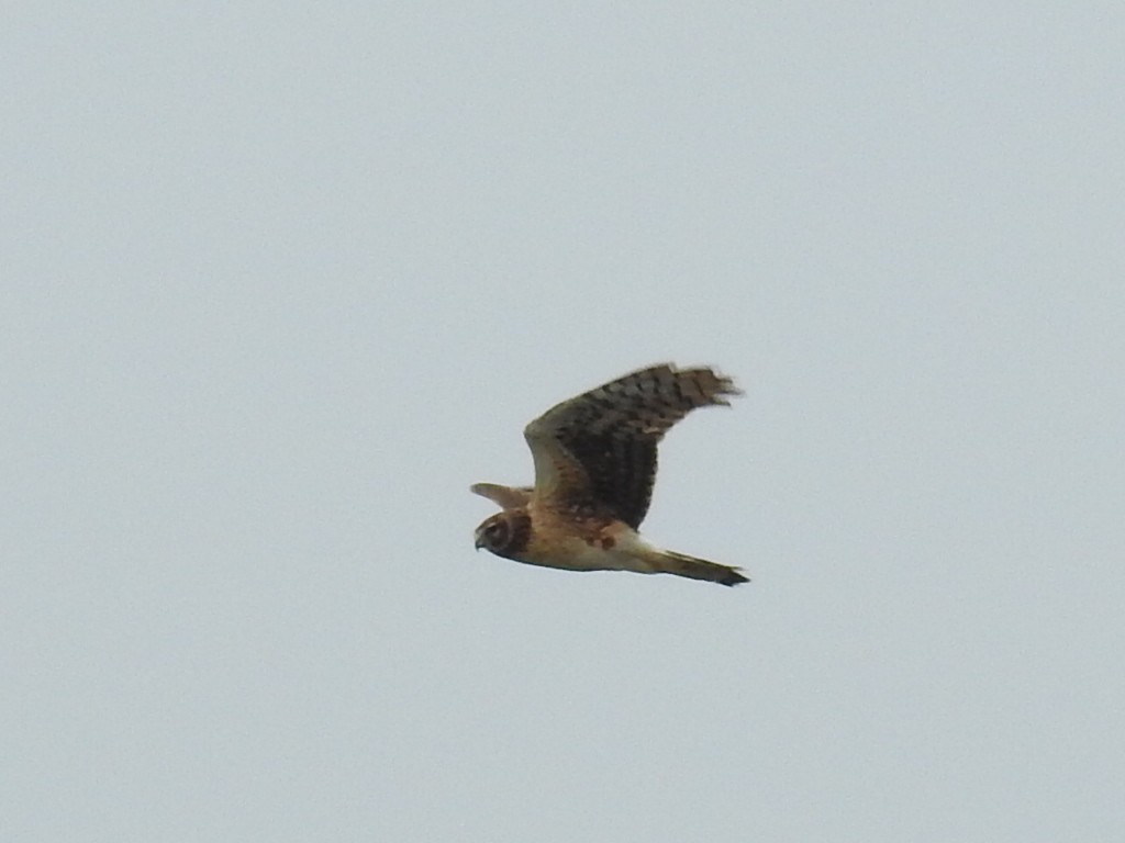 Northern Harrier - Tina Toth