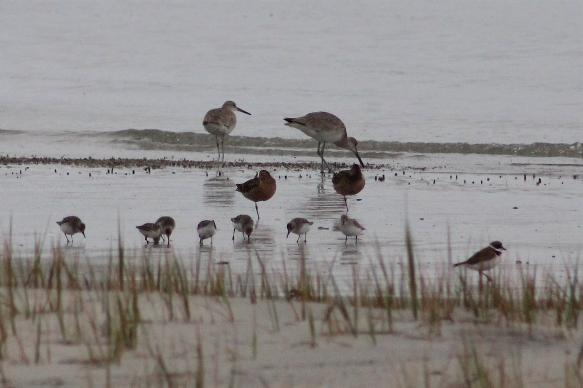 Western Sandpiper - Clint Robinson