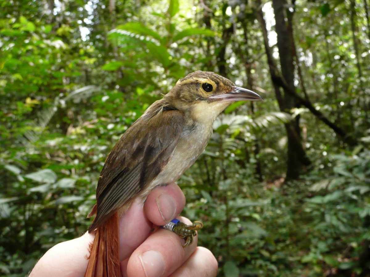 Rufous-rumped Foliage-gleaner - ML157189451