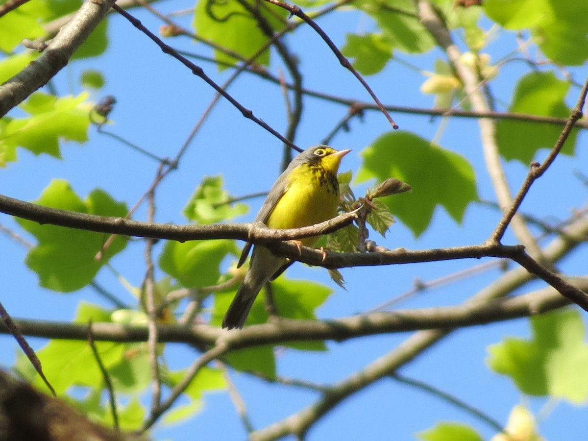 Canada Warbler - ML157190331