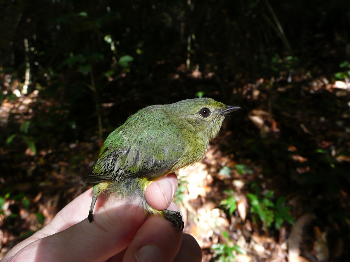 White-fronted Manakin - ML157190341