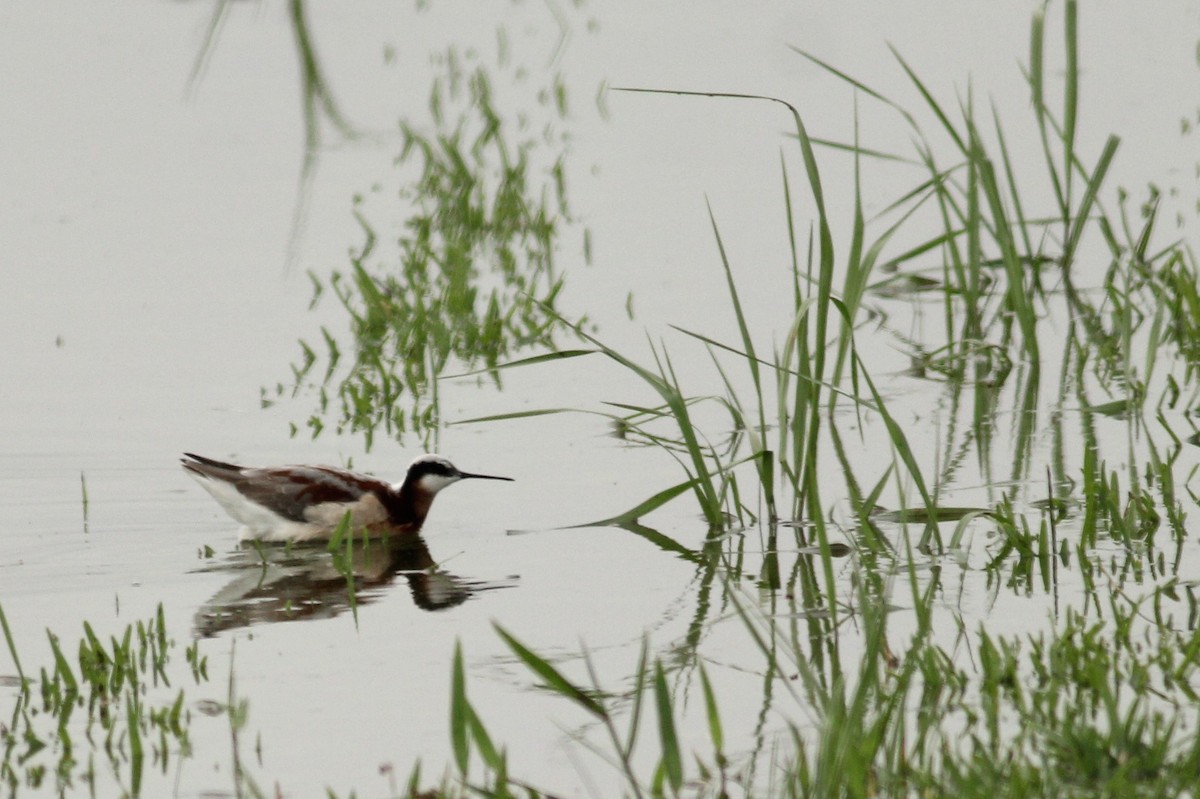 Wilson's Phalarope - Colette Micallef