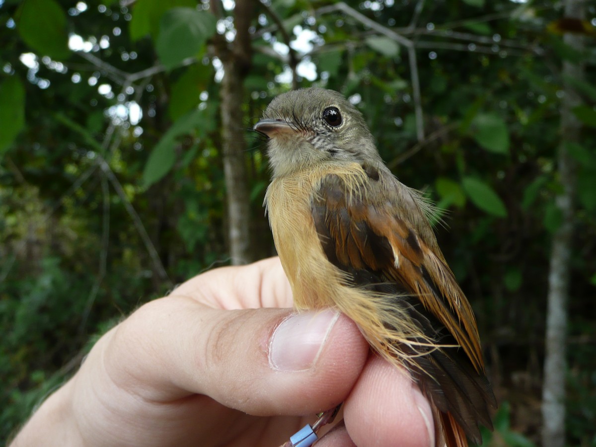 Ruddy-tailed Flycatcher - ML157192101