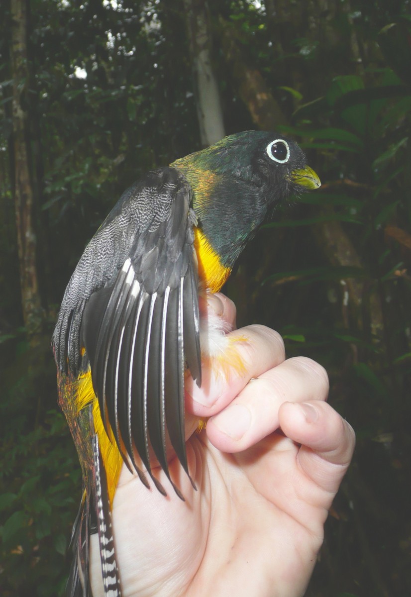 Amazonian Black-throated Trogon - ML157192511