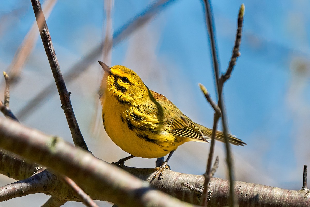 Prairie Warbler - Dave Sisler