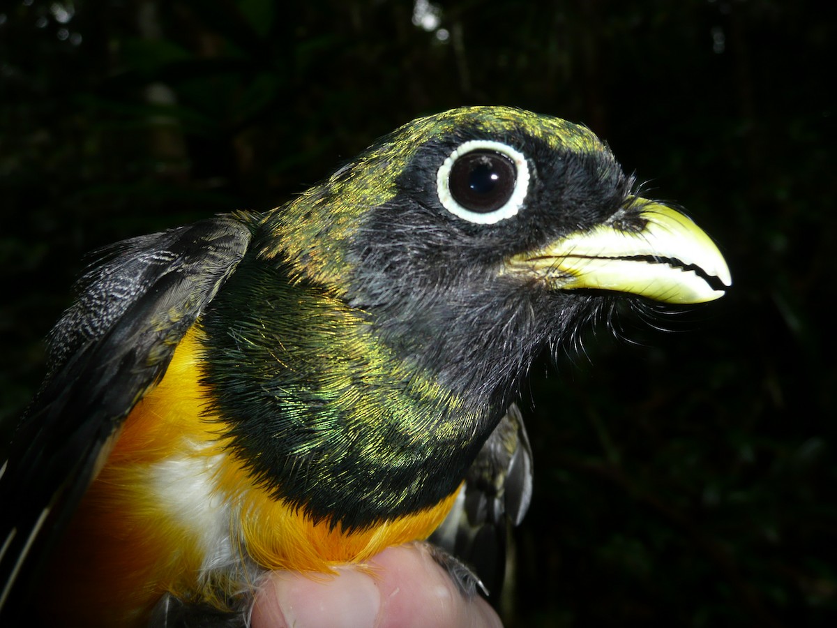 Amazonian Black-throated Trogon - ML157192541