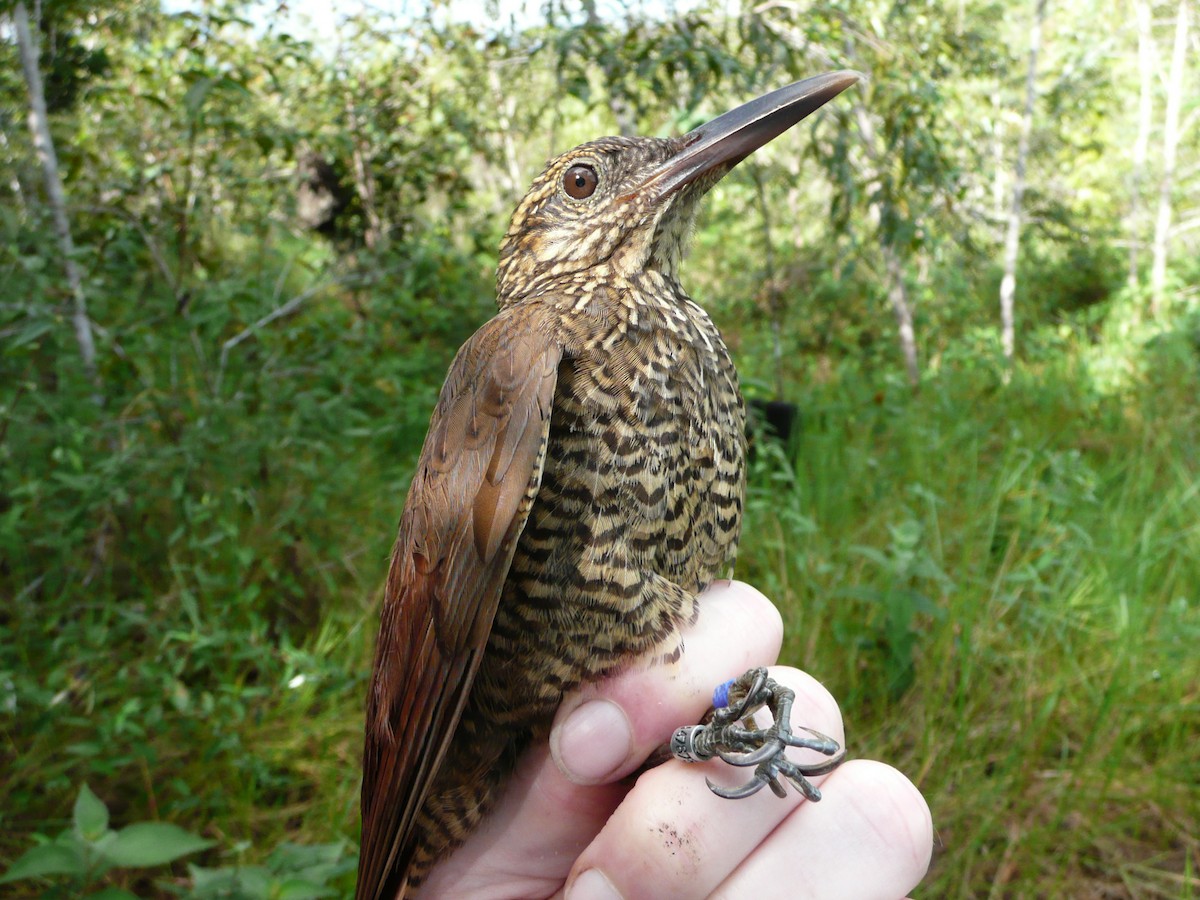 Black-banded Woodcreeper - ML157193701